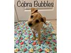 Adopt Cobra Bubbles a Tan/Yellow/Fawn Beagle / Terrier (Unknown Type