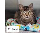 Adopt Valerie a Gray or Blue Domestic Shorthair / Domestic Shorthair / Mixed cat