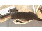 Adopt Blue / Snow White a Gray or Blue Russian Blue (medium coat) cat in