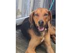 Adopt Ralphie a Black - with Tan, Yellow or Fawn Black and Tan Coonhound / Mixed