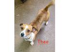 Adopt Theo a Red/Golden/Orange/Chestnut - with White Jack Russell Terrier /
