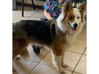 Adopt Cammie a Brown/Chocolate - with White Border Collie / Mixed dog in