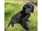 Adopt Atticus a Black Miniature Poodle / Mixed dog in Capon Bridge