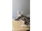 Adopt Clove a Gray, Blue or Silver Tabby Domestic Shorthair (short coat) cat in