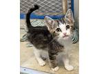 Adopt Tulip a Gray or Blue Domestic Shorthair (short coat) cat in Independence