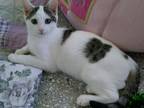 Adopt Taz a White (Mostly) Domestic Shorthair (short coat) cat in Fort Myers