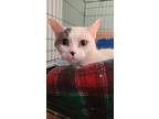 Adopt Stella a White Domestic Shorthair (short coat) cat in Lackawanna/luzerne