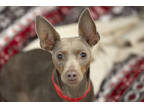 Adopt Nina a Tan/Yellow/Fawn Miniature Pinscher / Mixed dog in Colorado Springs