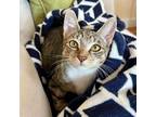 Adopt Akachan a Brown or Chocolate Domestic Shorthair / Mixed cat in New York