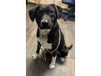 Adopt meeko a Black - with White Labrador Retriever dog in Opelousas