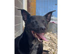 Adopt Bailey a Black Mixed Breed (Medium) / Mixed dog in Leander, TX (38092175)