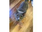 Adopt Opal a Gray, Blue or Silver Tabby Russian Blue / Mixed cat in Massillon