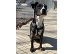 Adopt Ted a Cane Corso / Australian Cattle Dog / Mixed dog in Blountville