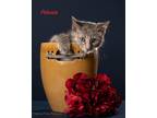 Adopt Petunia a Domestic Mediumhair / Mixed (short coat) cat in San Jacinto