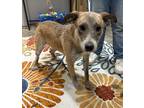 Adopt Queen a Mixed Breed (Medium) / Mixed dog in Jonesboro, AR (37982928)