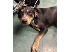 Adopt Quinn a Mixed Breed (Medium) / Mixed dog in Jonesboro, AR (37982929)