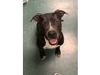 Adopt Emily a Mixed Breed (Medium) / Mixed dog in Jonesboro, AR (37982930)