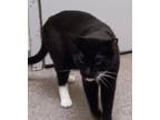 Adopt Jess a Domestic Shorthair (short coat) cat in Acworth, GA (37983454)