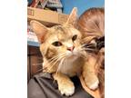 Adopt Paul a Domestic Shorthair (short coat) cat in Acworth, GA (37983452)