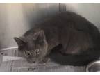 Adopt Bubbas a Gray or Blue Domestic Shorthair (short coat) cat in Acworth