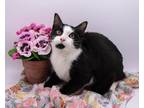 Adopt Kegon a Black & White or Tuxedo Domestic Shorthair / Mixed cat in