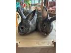 Adopt Kyle and Kelly a Grey/Silver Chinchilla, Standard rabbit in Naples