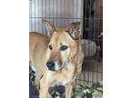 Adopt Cabernet a Tan/Yellow/Fawn - with Black Belgian Malinois dog in Mission