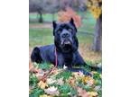 Adopt Danny Zuko a Black Cane Corso / Mixed Breed (Medium) dog in Eugene