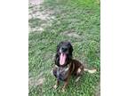 Adopt Rexler - Located in Texas a Belgian Malinois / Mixed dog in Imlay City