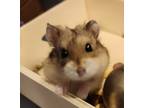 Adopt Pip a Hamster small animal in Pasco, WA (38027514)