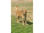 Adopt Livie a Brown/Chocolate Boxer / Beagle dog in Aurora, IN (37751947)