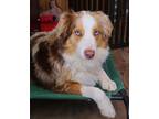 Adopt Rogan a Red/Golden/Orange/Chestnut Australian Shepherd / Mixed dog in