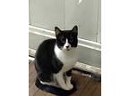 Adopt Leroy (Hopkins) a Black & White or Tuxedo Domestic Shorthair cat in