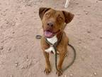 Adopt RUBY ROO a Pit Bull Terrier