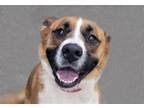 Adopt MARY* a Collie, Mixed Breed