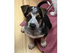 Adopt Mable Meadow a Australian Cattle Dog / Blue Heeler, Cairn Terrier