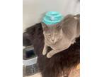 Adopt Stormy a Russian Blue, Domestic Short Hair