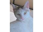 Adopt Jasmine (Courtesy Post) a Turkish Van