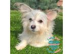 Adopt Victoria a Terrier, Miniature Poodle