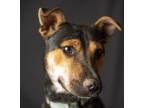 Adopt Eve a Cattle Dog, Terrier