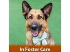 Adopt Bella a German Shepherd Dog