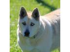 Adopt Shasta a Siberian Husky, Shepherd