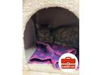 Adopt Brie a Domestic Short Hair