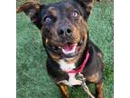 Adopt Bell a Cattle Dog, Mixed Breed