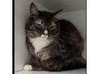 Adopt Ivy a Domestic Medium Hair, Domestic Short Hair