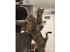 Adopt Ariel, Jasmine & Tiana a Domestic Short Hair