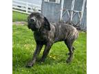 Cane Corso Puppy for sale in Pine Grove, PA, USA