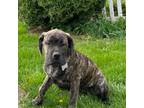 Cane Corso Puppy for sale in Pine Grove, PA, USA
