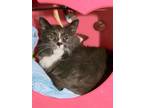 Adopt Fluff a Domestic Medium Hair