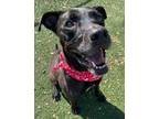 Adopt Dana a Labrador Retriever, Mixed Breed